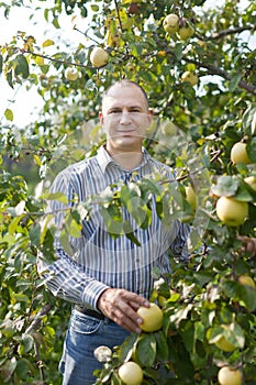 Man surrounded by apple trees