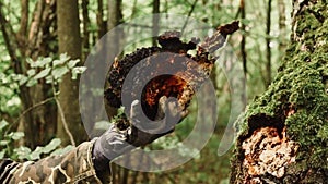 Man survivalists and gatherer with hands gathering chaga mushroom growing on the birch tree trunk on summer forest. wild raw food