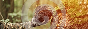 Man survivalists and gatherer with hands gathering chaga mushroom growing on birch tree trunk on summer forest. wild raw food chag