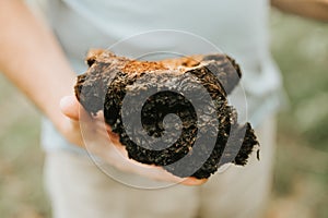 Man survivalists and gatherer with hands gathering and foraging chaga mushroom growing on the birch tree on forest. wild raw food