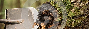 Man survivalists with a shovel in hands gathering chaga mushroom growing on the birch tree trunk on summer forest. wild raw food c