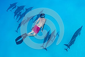 man swimming with a pod of Spinner dolphins (Stenella longirorstris) over sand in Sataya reef, Egypt, Red Sea