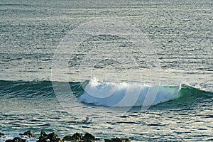 Man swimming on surfboard for catching waves on Pacific ocean, Hanga Roa, Easter Island, Chile