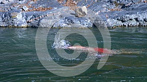 A man swims breaststroke in the river against the current