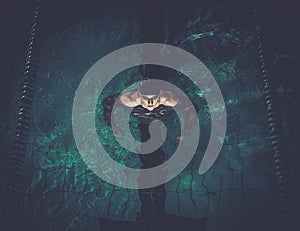 Man swims using breaststroke