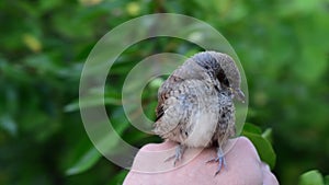 Man takes a fledgeling from a tree twig