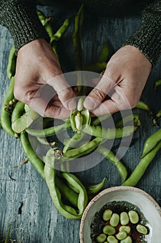 man taking broad beans out of its pod photo