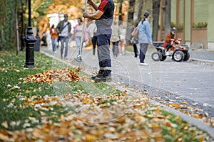 Man is taking golden leaves on pile. Autumn, leaf fall