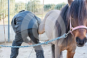 Man taking the Horse in position during hooves shearing