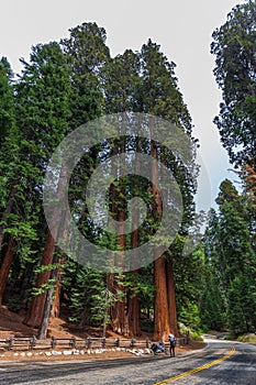 A man taking a picture of a giant redwood, growing along the Generals Highway, California, USA photo