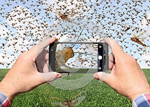 Man taking pictures of a swarm of migratory locusts