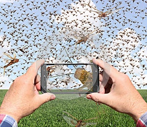 Man taking pictures of a swarm of migratory locusts