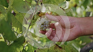 Man taking yellow grape cluster checking ripeness on vine plantation close up.