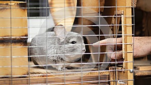 Man tames a chinchilla with hand, tconcept of pets care and man, big fluffy rodent in a cage