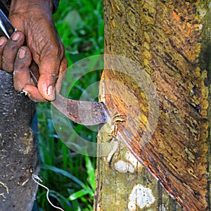 A man tapping rubber tree or latex at Malaysia rubber tree plantation