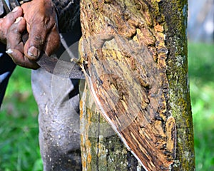 A man tapping rubber tree or latex at Malaysia rubber tree plantation