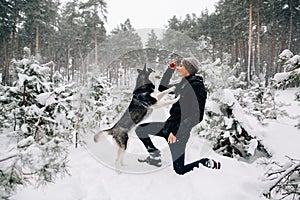 Man teaching commands his Husky dog photo