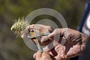 Man with teddy bear cholla cactus stuck in hand friend helps remove using pliers