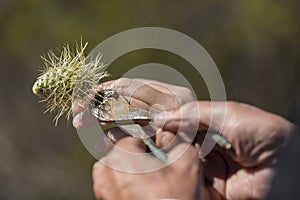 Man with teddy bear cholla cactus stuck in hand friend helps remove using pliers