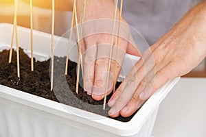 Man temp down the soil around sticks for Trellis peas. Preparation of seedlings in balcony box.