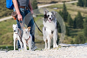 Man with three dogs while hiking