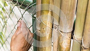 A man ties together split bamboo poles with nylon string, affixing it to a chain link fence to cover it. Home renovation and