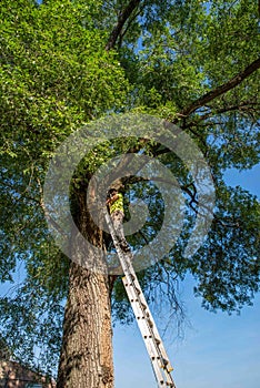 Man at the top of a ladder against a tall tree with dead branch