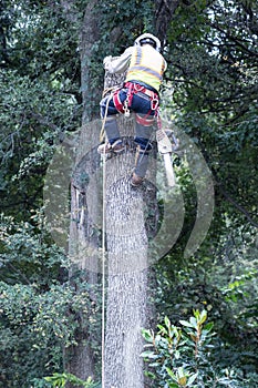 Man Topping Tree