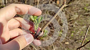 Man touch first young spring foliage on a tree. First spring leaves