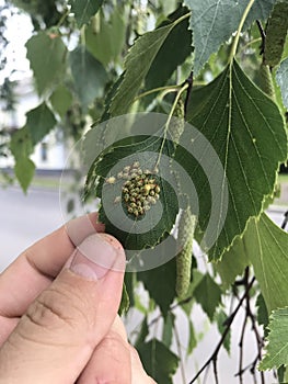 A man touches a birch leaf. A large group of insects is swarming on a leaf.