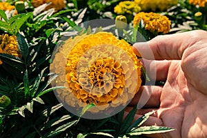 Man touches a blooming yellow marigold flower with his hand