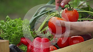 Man touches tomatoes from a wooden box containing vegetables