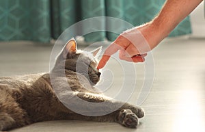 Man touching fluffy domestic cat.Male hand playing with cute lazy gray cat.Russian blue cat lying on the floor. Pet care, friend