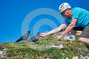 Man tourist feeding two alpine chough birds or yellow-billed chough Pyrrhocorax graculus from his hands, at Rofan mountains