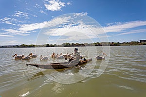 Man on a traditional and primitive bamboo boat feeding pelicans on Lake Tana