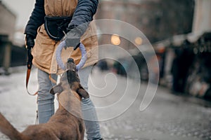 A man is training with a dog. Obedient Belgian Shepherd dog on the city