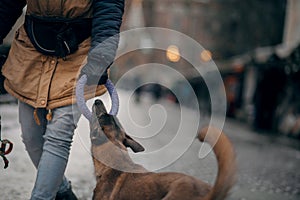 A man is training with a dog. Obedient Belgian Shepherd dog on the city