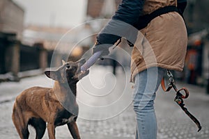 A man is training with a dog. Obedient Belgian Shepherd dog on the city