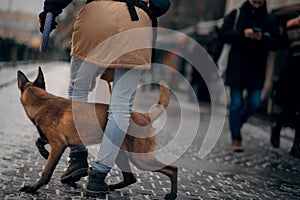 A man is training with a dog. Obedient Belgian Shepherd dog on the city