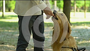 Man training guide dog, encouraging with food, special pets school, dog handler