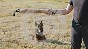 A man training his german shepherd dog - incite the dog on the grip bait