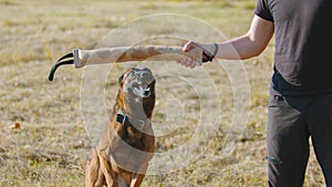 A man training his german shepherd dog - incite the dog on the grip bait - the dog jumps