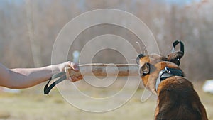 A man training his german shepherd dog - incite the dog on the grip bait and making the dog jump and bite it