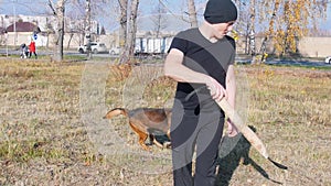A man training his german shepherd dog - incite the dog on the grip bait and making the dog jump - a dog running in the