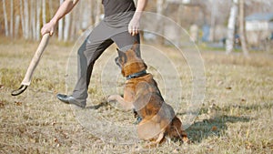 A man training his german shepherd dog - incite the dog on the target