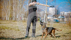 A man training his german shepherd dog outdoors - incite the dog on the grip bait