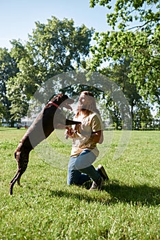 Man training Kurzhaar dog on green meadow in park