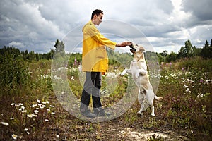 Man training Labrador Retriever on green meadow