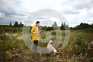 Man training Labrador Retriever on green meadow