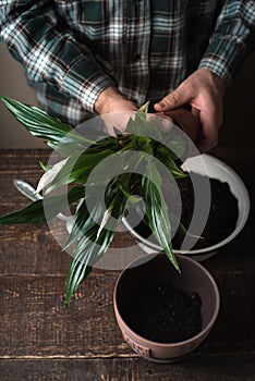 Man transplant a flower Spathiphyllum in flower pot